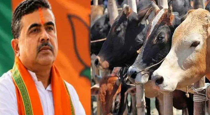 গরু বিক্রি নিয়ে পশ্চিমবঙ্গে হাহাকার, শুভেন্দুর সিদ্ধান্তের অপেক্ষা