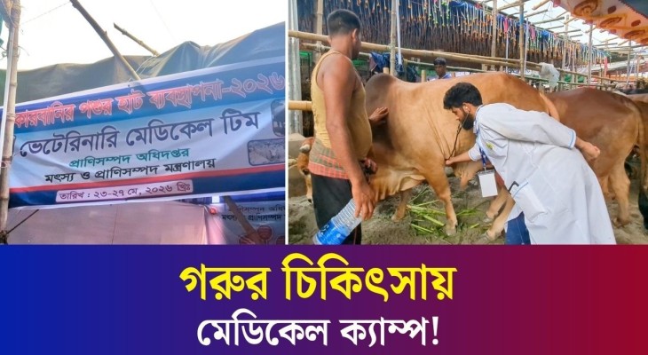 হাটে হাটে গরুর চিকিৎসায় কাজ করছে মেডিকেল টিম