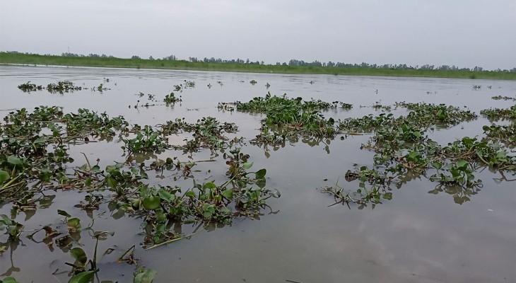 বগুড়ার সারিয়াকান্দিতে যমুনা এবং বাঙালি নদীর পানি বৃদ্ধি
