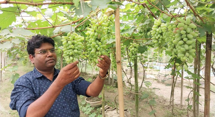 কুড়িগ্রামের ফুলবাড়ীতে বাণিজ্যিকভাবে আঙ্গুর চাষে ব্যাপক সাফল্য