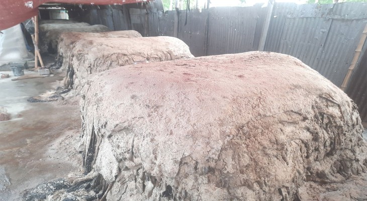 নওগাঁর রাণীনগরে মৌসুমি চামড়া ব্যবসায়ীরা বিপাকে, দেখা নেই পাইকারদের