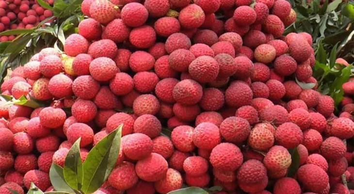রংপুরের বাজারে স্থানীয় লিচুর চাহিদা তুঙ্গে