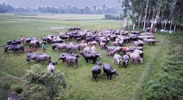 বগুড়ার সোনাতলায় মহিষ পালন করে চরাঞ্চলের কৃষকদের ঘুরে দাঁড়ানোর চেষ্টা