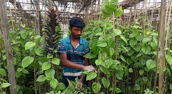 বগুড়ার সারিয়াকান্দিতে ১০ শতক জমি থেকে দৈনিক ৭শ” টাকার পান বিক্রি