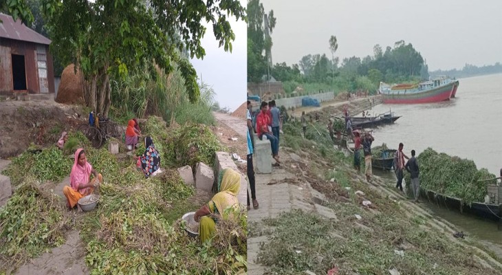 পাবনার বেড়ার চরে চিনাবাদামের বাম্পার ফলন ৫ হাজার টাকা মণ দরে বিক্রি