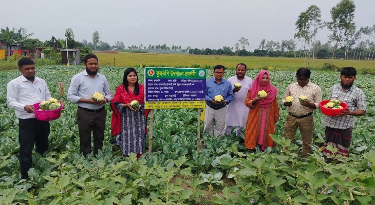 দিনাজপুরে আধুনিক কৃষি পদ্ধতিতে গ্রীষ্মকালীন ফুলকপি চাষে সফল কৃষক