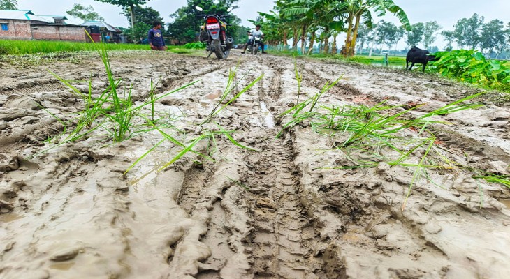 দিনাজপুরের বীরগঞ্জে কাদাযুক্ত সড়কে ধানের চারা রোপণ করে শিশুদের নীরব প্রতিবাদ