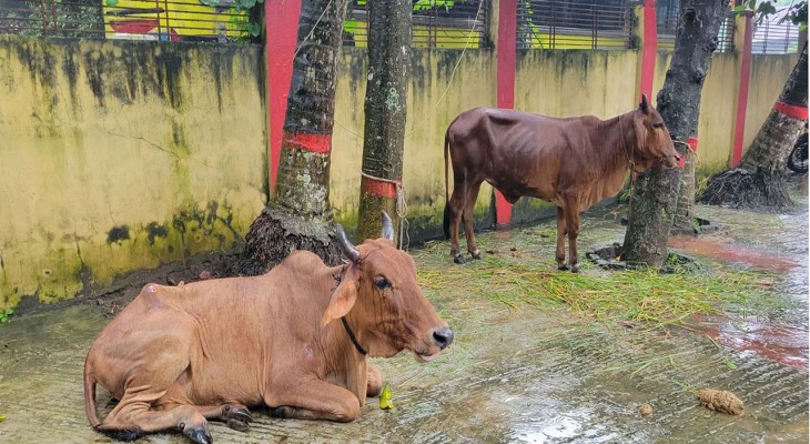 বগুড়ার শেরপুরে বেরিকেড দিয়ে ডাকাতি ট্রাকে মিলল ৫টি মৃত গরু, গ্রেফতার-৩