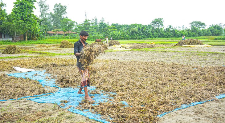 রংপুরের গঙ্গাচড়ায় বৃষ্টি ও তিস্তার পানি বৃদ্ধিতে বিপাকে বাদামচাষি