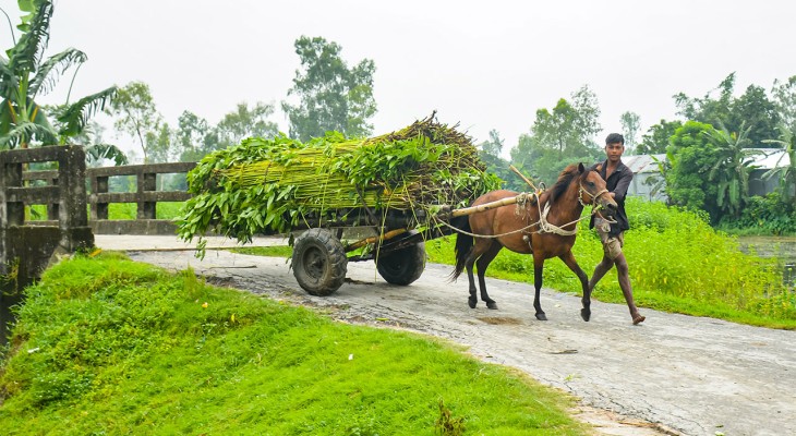 রংপুরের গঙ্গাচড়ায় অতিবৃষ্টিতে খাটো পাটগাছ ফলন কমে দুশ্চিন্তায় কৃষক
