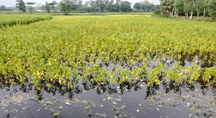 বগুড়ায় পাটের ভালো দামেও লাভ নিয়ে অনিশ্চিয়তায় কৃষক, বেড়েছে চাষাবাদ খরচ