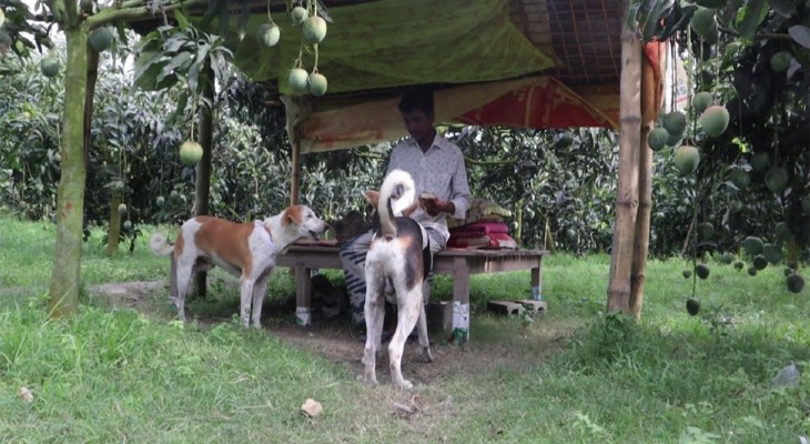 নওগাঁয় আম বাগানের পাহারাদার দুটি কুকুর