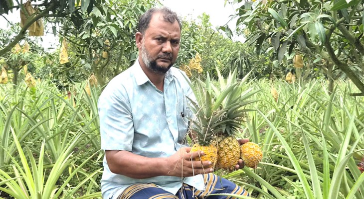 নওগাঁয় প্রথম সুস্বাদু ও সুমিষ্ট আনারস চাষ