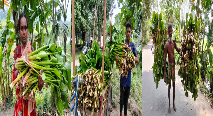বগুড়ার সোনাতলায় গরুর খাদ্য তালিকায় এখন  বিনামূল্যের কচুরিপানা, দাম বেড়েছে খড়, ভুষির