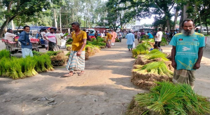 বগুড়ার সোনাতলায় হাটে-বাজারে ধানের চারার দাম আকাশচুম্বী, দিশেহারা কৃষক