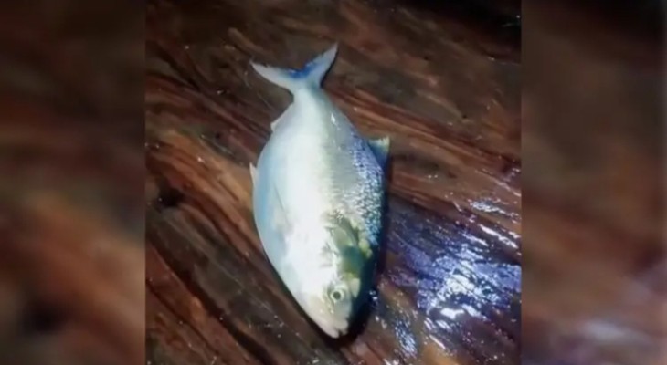 লক্ষ্মীপুরে ২ কেজি ৩০০ গ্রাম ওজনের রাজা ইলিশ বিক্রি ১০ হাজার টাকা