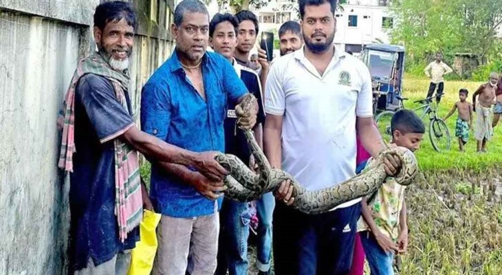 শ্রীমঙ্গলে ধানক্ষেত থেকে অজগর উদ্ধার