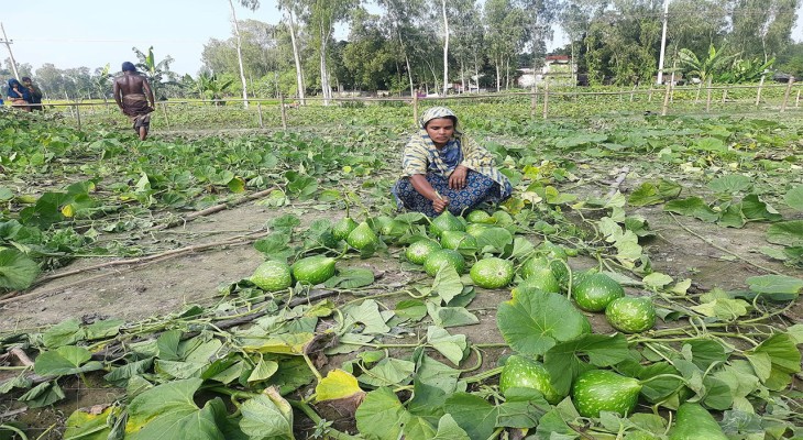 গাইবান্ধার পলাশবাড়ীতে দুই বিঘা জমির লাউক্ষেত কেটে নষ্টের অভিযোগ