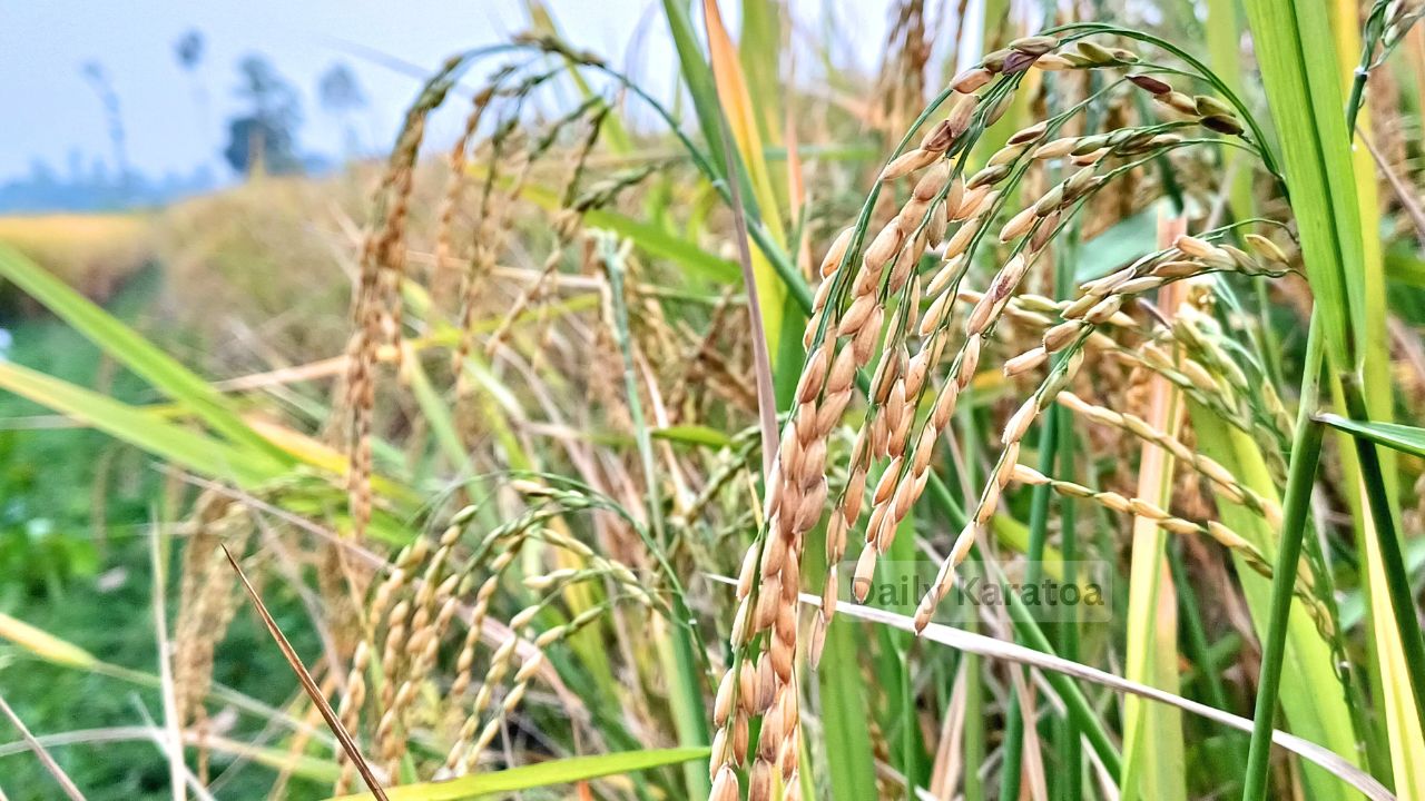 ধান পাকতে শুরু করেছে: এখন শুধু অপেক্ষা ঘরে তোলার