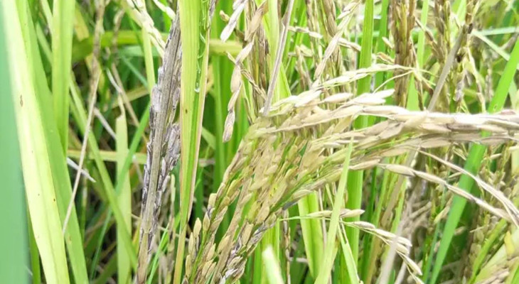 দিনাজপুরের নবাবগঞ্জে আমনক্ষেতে কারেন্ট পোকার আক্রমণে দিশেহারা কৃষক