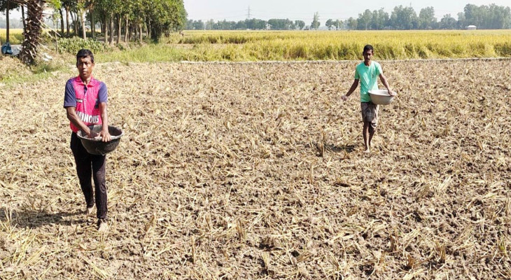 আমন ধান কাটতেই বগুড়ার নন্দীগ্রামে সরিষা চাষের ব্যস্ততা