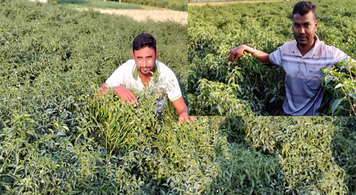 বগুড়ার শাজাহানপুরে হাইব্রিড মরিচ চাষে ভাগ্য বদলেছে অনেকের