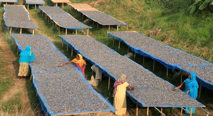 চলনবিলে মিঠা পানির শুঁটকি শিল্প কোটি টাকার সম্ভাবনাময় বাজার