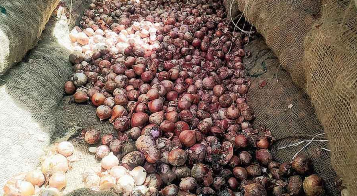 সীমান্তে পচছে ৩০ হাজার টন ভারতীয় পেঁয়াজ