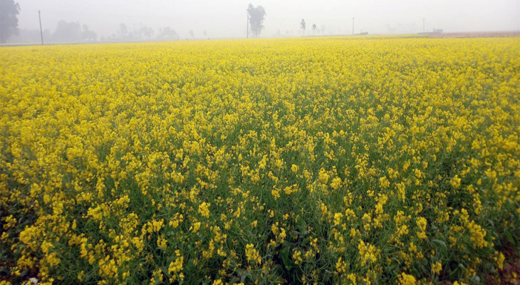 সিরাজগঞ্জে মিশ্র ফসল চাষ জনপ্রিয় হয়ে উঠছে