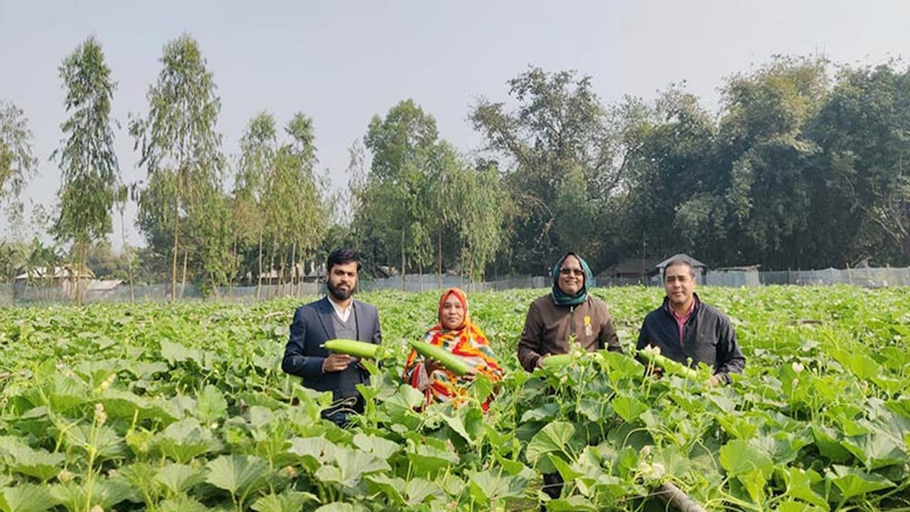 দিনাজপুরের খানসামায় সুপার গ্রিন জাতের লাউ চাষে দৃষ্টান্ত স্থাপন আমিনুলের