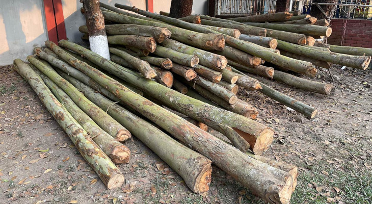 কাজী ফার্মসের ৬ শতাধিক গাছ কেটে নিয়ে গেছে দুর্বৃত্তরা