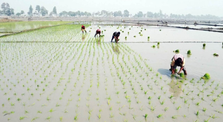 নওগাঁর নিয়ামতপুরে ইরি-বোরো চাষাবাদে ব্যস্ত কৃষকরা