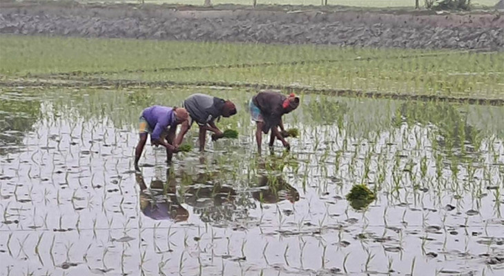 দিনাজপুরের নবাবগঞ্জে ভালো ফলনের আশা নিয়ে বোরো রোপণ শুরু