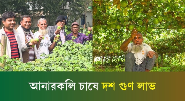 পরীক্ষামুলক ভাবে আনারকলি চাষেই বেলালের বাজিমাত