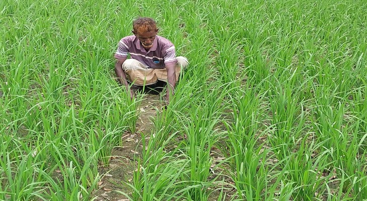 সিরাজগঞ্জে চাহিদা মত ডিজেল না পাওয়ায় ফসলের উৎপাদন নিয়ে দুশ্চিন্তায় পড়েছে কৃষক