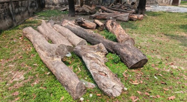 লালমনিরহাটের পাটগ্রামে অবহেলায় পড়ে থেকে নষ্ট হচ্ছে সরকারি গাছ