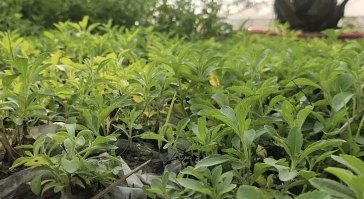 লালমনিরহাটে স্টিভিয়া’র বাণিজ্যিক চাষ ব্যাপক সাড়া ফেলেছে, চিনির বিকল্প