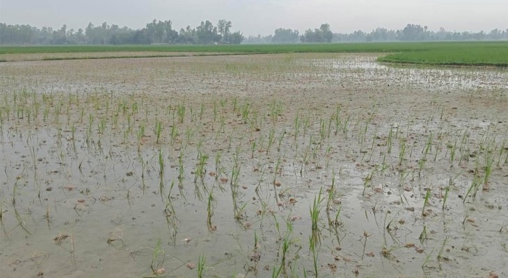 জয়পুরহাটের কালাইয়ে নষ্ট আলুর বিষক্রিয়ায় পঁচে গেছে বোরোর চারা : মাঠজুড়ে হাহাকার