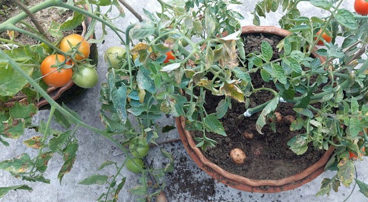 একই গাছে ধরেছে আলু ও টমেটো  