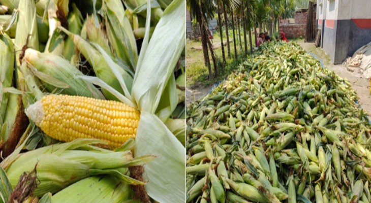 নীলফামারীর জলঢাকায় দিন দিন জনপ্রিয় হয়ে উঠছে মিষ্টিভুট্টা চাষ