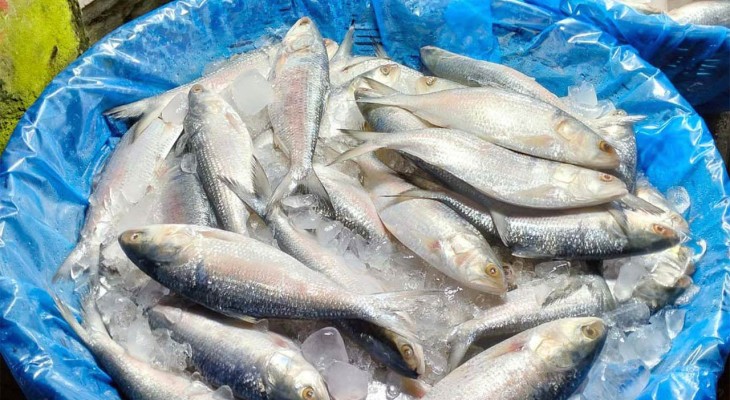 বৈশাখের আগমনে রংপুরের আড়তসহ বাজারে ইলিশ মাছে নাভিশ্বাস