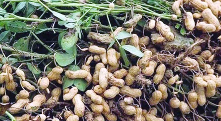 রংপুর অঞ্চলে চিনাবাদামের ব্যাপক উৎপাদন অধিক মূল্য পেয়ে খুশি কৃষক