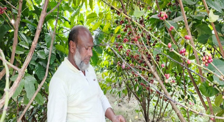 সমতলে কফি চাষে সাফল্য বদলাচ্ছে পীরগঞ্জের কৃষিচিত্র