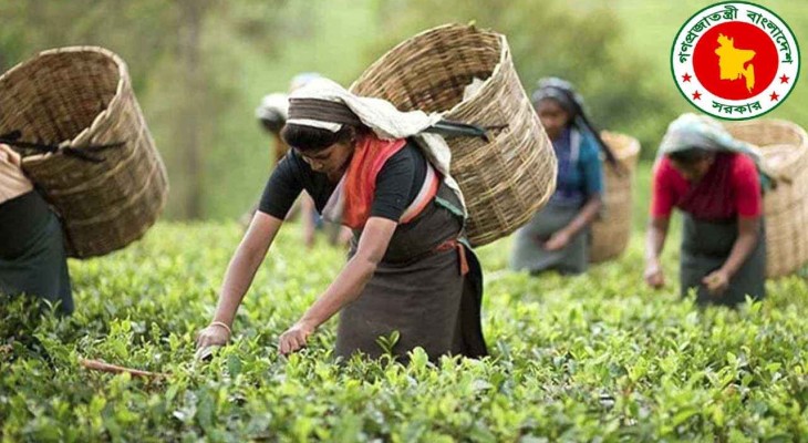 জাতীয় চা দিবসের তারিখ পরিবর্তন করল সরকার