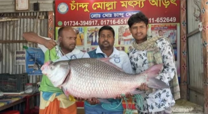পদ্মার ২৫ কেজির কাতল বিক্রি সাড়ে ৫৭ হাজার টাকায়