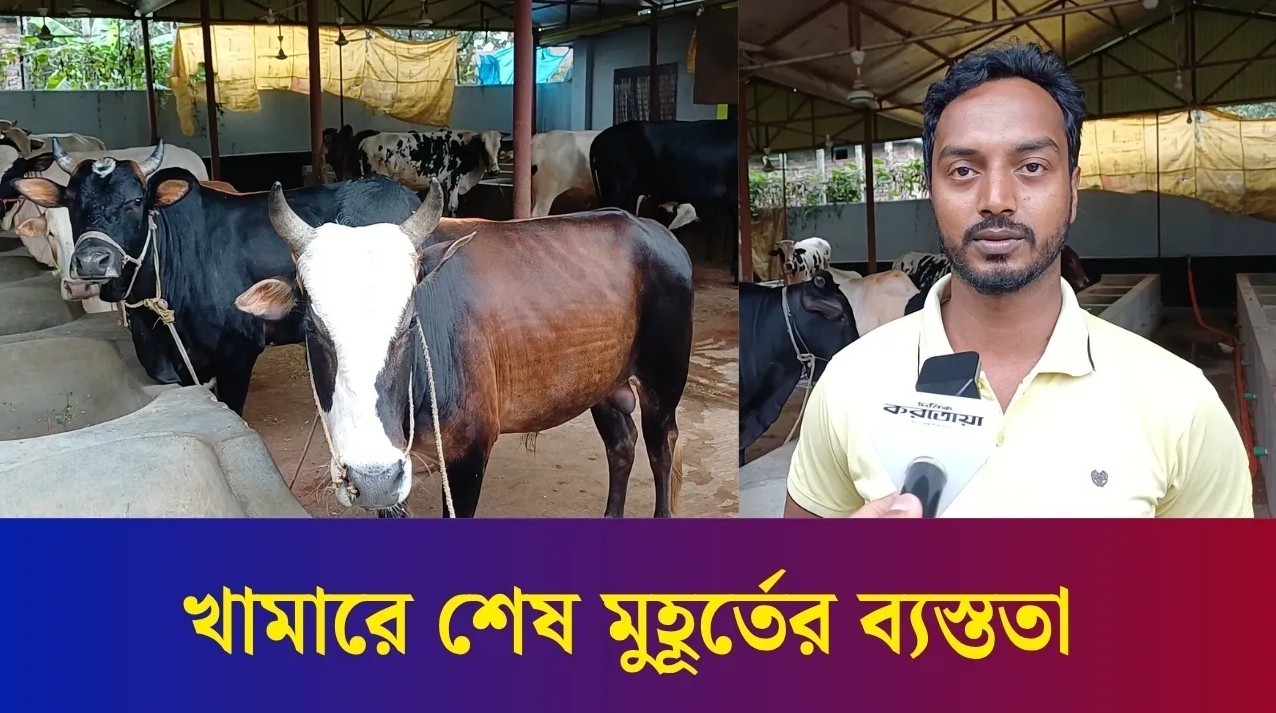 বগুড়ায় কোরবানি ঈদকে কেন্দ্র করে খামারে শেষ মুহূর্তের ব্যস্ততা