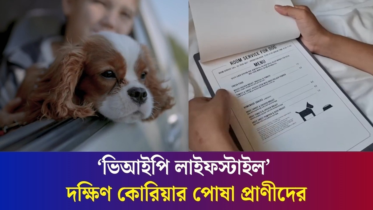 ‘ভিআইপি লাইফস্টাইল’ দক্ষিণ কোরিয়ার পোষা প্রাণীদের