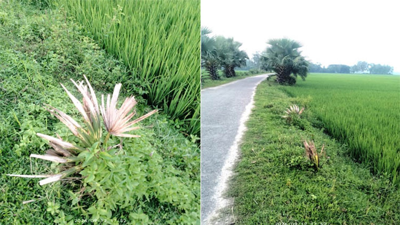 সিরাজগঞ্জের তাড়াশে দুর্বৃত্তদের দেওয়া কীটনাশকে মারা গেল ২০টি বাড়ন্ত তালগাছ